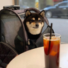 @_discord_680588524881576017:t2bot.io