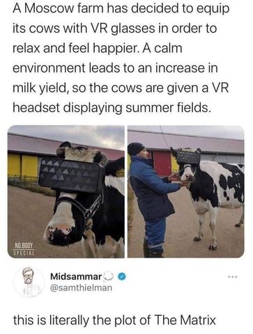 cows.jpg