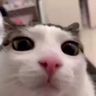 @telegram_346932498:t2bot.io