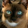 @telegram_289089478:t2bot.io