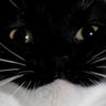 @_discord_344895169792835586:t2bot.io