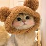 @telegram_5701232747:t2bot.io