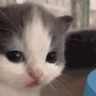 @_discord_733418202704642078:t2bot.io