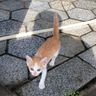 @telegram_198508201:t2bot.io