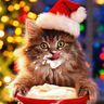 @telegram_747650942:t2bot.io