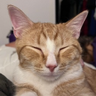 @_discord_741085893212766310:t2bot.io