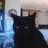 @_discord_914376239488327761:t2bot.io