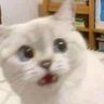 @_discord_527476422542098442:t2bot.io
