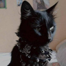 @_discord_293253441529184266:t2bot.io