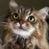 @telegram_367224762:t2bot.io