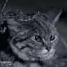 @_discord_351871113346809860:t2bot.io
