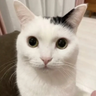 @_discord_345278936256741377:t2bot.io
