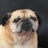@_discord_322109100773081098:t2bot.io