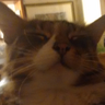 @_discord_533401110057058353:t2bot.io