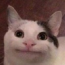 @_discord_262327952006578176:t2bot.io