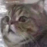 @_discord_188573866203938816:t2bot.io