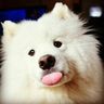 @telegram_389306794:t2bot.io