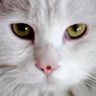 @_discord_292089148788047872:t2bot.io