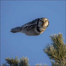 @_discord_501219785686777858:t2bot.io