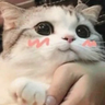 @_discord_294695862788161536:t2bot.io