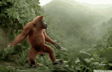 image0.gif