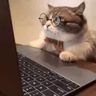 @_discord_339433149903929345:t2bot.io