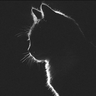 @_discord_442238261318909952:t2bot.io