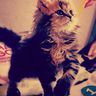 @telegram_1248089372:t2bot.io