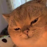 @_discord_709102188361809924:t2bot.io