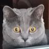 @telegram_819063780:t2bot.io