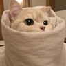 @telegram_2042231329:t2bot.io