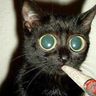 @telegram_246337693:t2bot.io