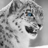 @telegram_442685554:t2bot.io