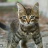 @telegram_1266332060:t2bot.io
