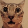 @_discord_327950696890630155:t2bot.io