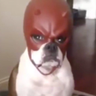 @_discord_986472840134029383:t2bot.io