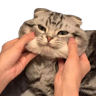 @_discord_706067035632959569:t2bot.io