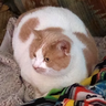 @_discord_133493189146443776:t2bot.io