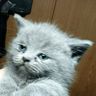 @telegram_975497854:t2bot.io