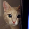 @_discord_620492700143321088:t2bot.io
