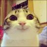 @_discord_219539518309531648:t2bot.io