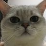 @telegram_5164155487:t2bot.io