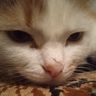 @telegram_556688293:t2bot.io