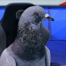 @_discord_251408859392901121:t2bot.io