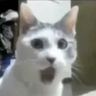 @_discord_355122281963585537:t2bot.io
