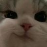 @telegram_5247190621:t2bot.io