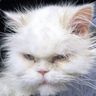 @telegram_117242189:t2bot.io