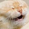 @_discord_195286746878050304:t2bot.io