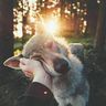 @telegram_679810653:t2bot.io
