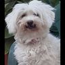 @telegram_321744590:t2bot.io